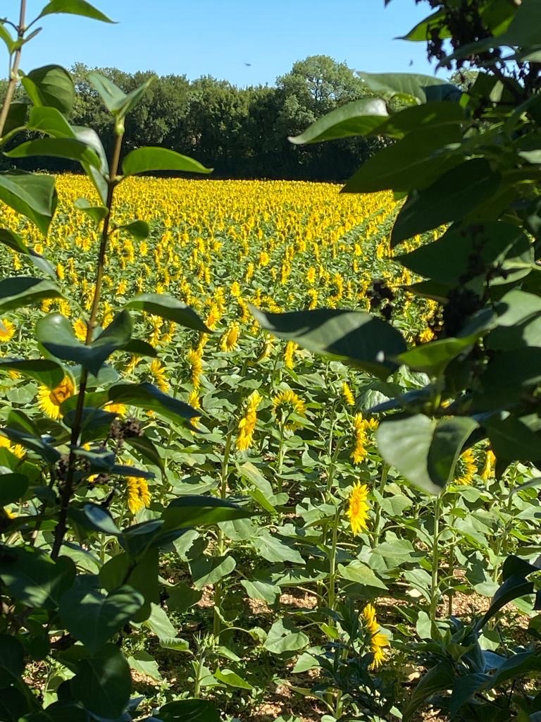 A field of sunflowers in the countryside around Couture-d'Argenson